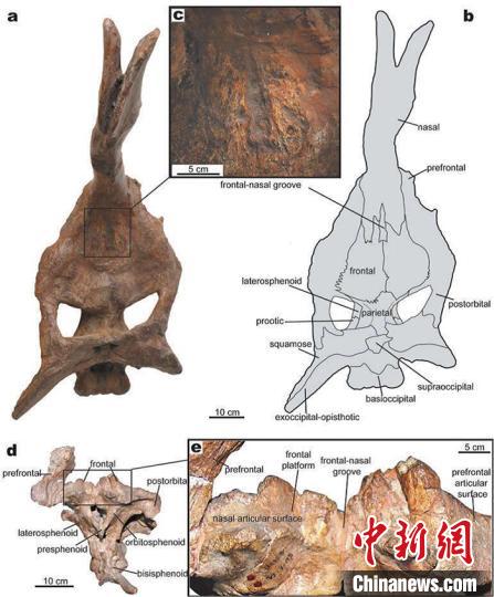 棘鼻青岛龙正型和副型标本头骨，显示鼻骨、额骨间的窄沟状结构。研究团队供图
